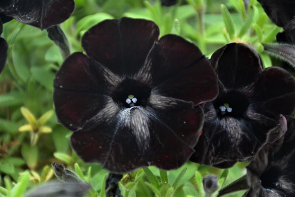 Black Petunia