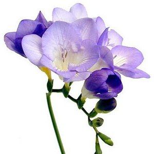 Freesia