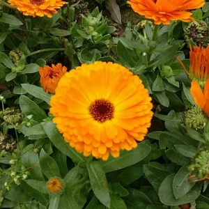 Calendula