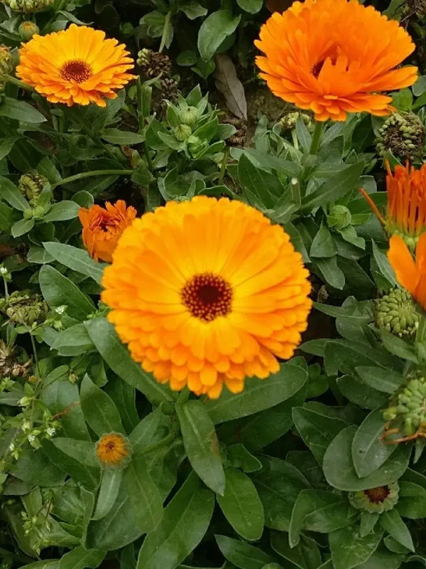 Calendula