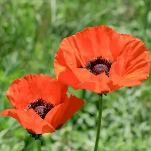 Poppy