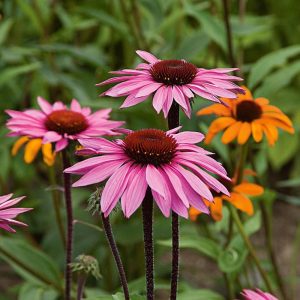 Echinacea