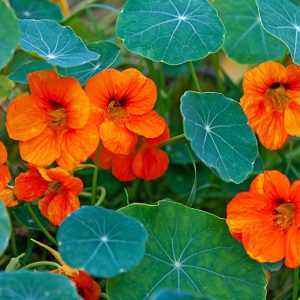 Nasturtium