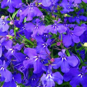 Lobelia