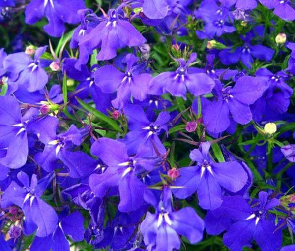 Lobelia