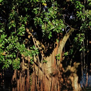 Giant Rubber Tree