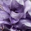 Saffron Petal Honey - Image 2